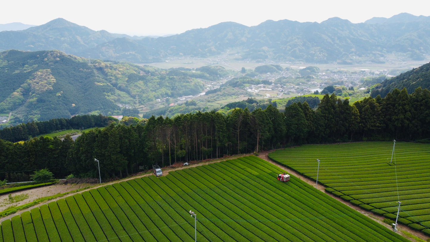 Yame Matcha Single Cultivar – Yabukita (Ceremonial Grade)