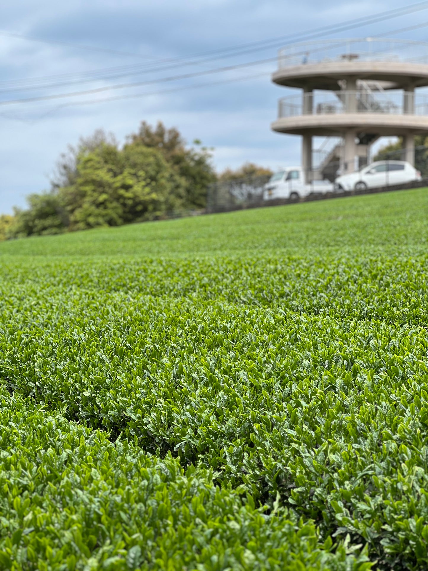 Yame Matcha Single Cultivar – Yabukita (Ceremonial Grade)
