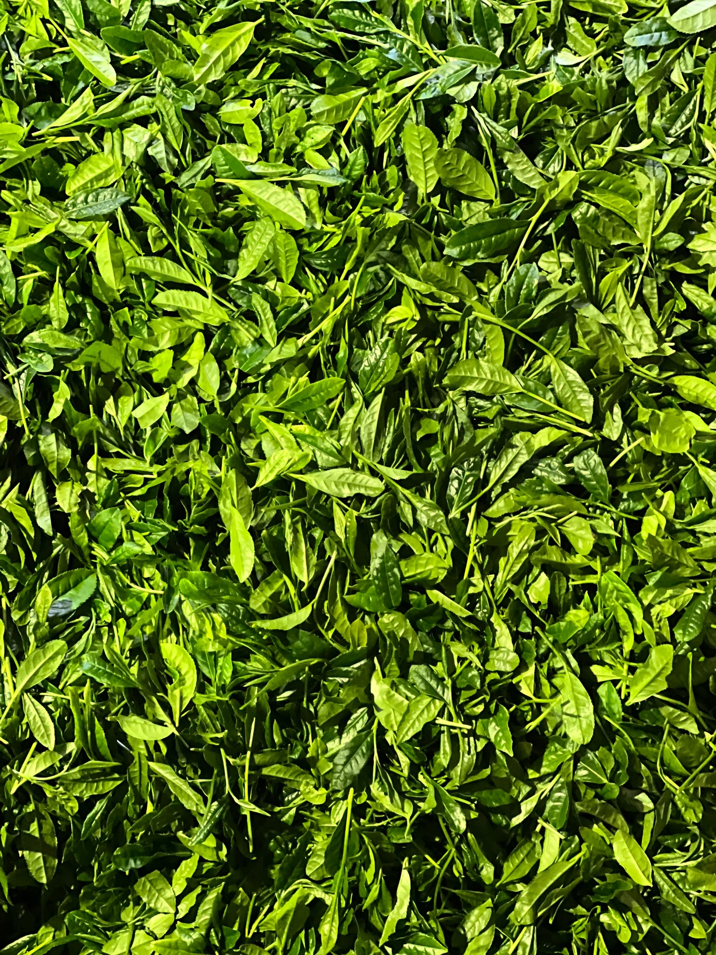 Yame Matcha Single Cultivar – Yabukita (Ceremonial Grade)