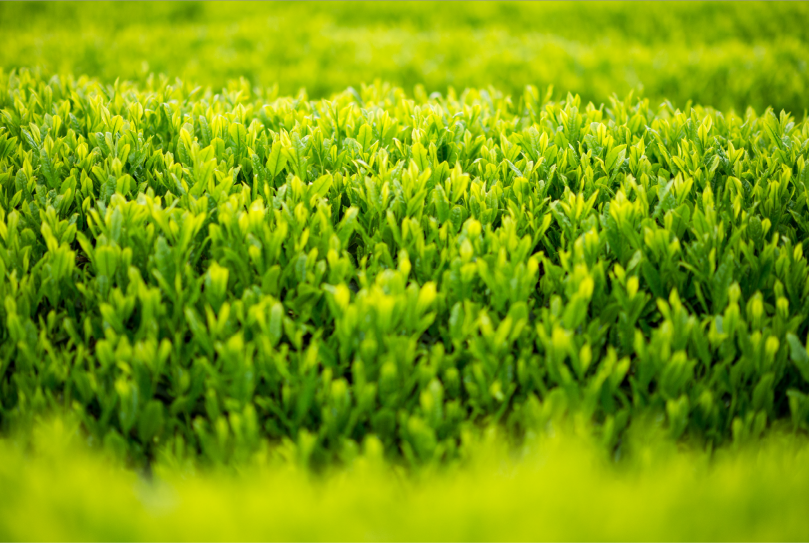 SONOGI MATCHA "noka no yume" 40g